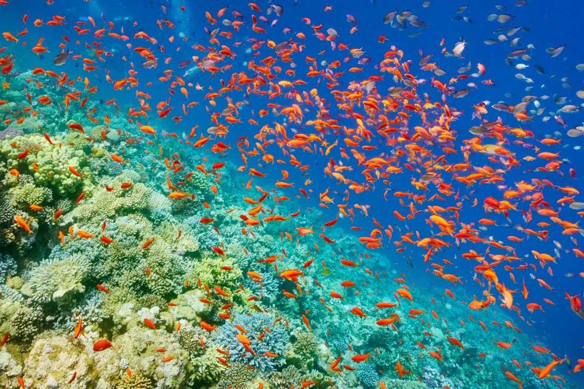 Kuzey Kızıldeniz Liveaboard Dalış Turu - 4